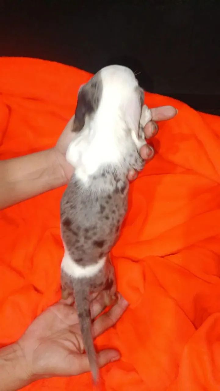 Cachorro basset  - Foto 4