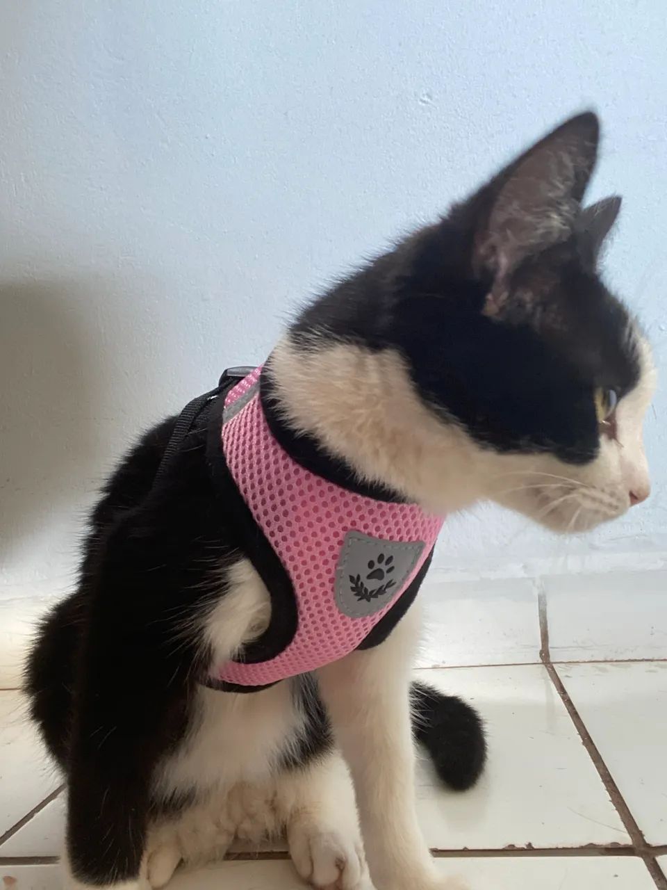 Gatos  - Foto 3
