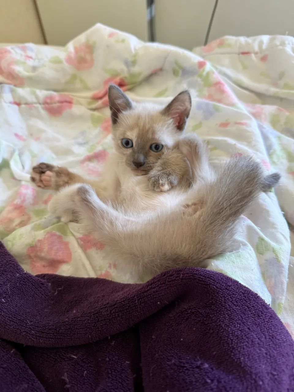 Doação de 2 gatinhas  - Foto 3