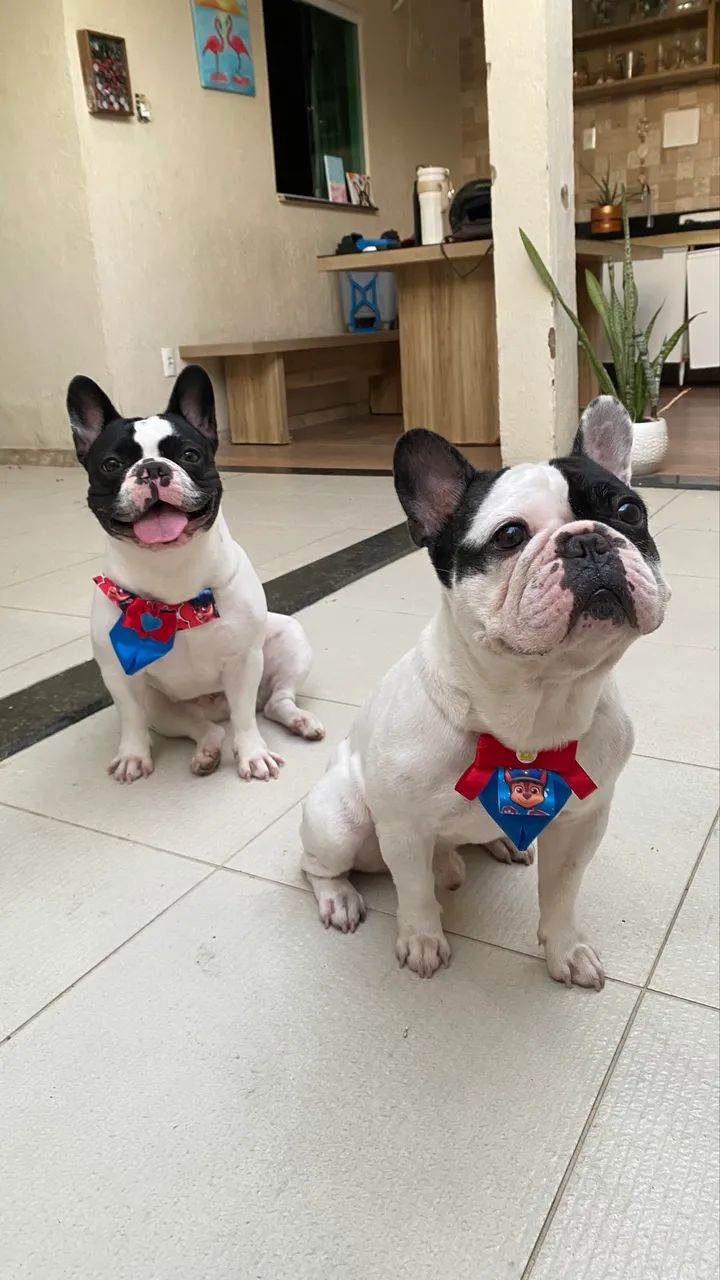 Ninhada de buldogue francês 