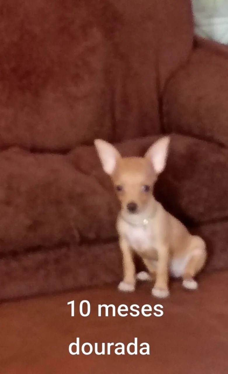 Miniatura pinscher - Foto 3