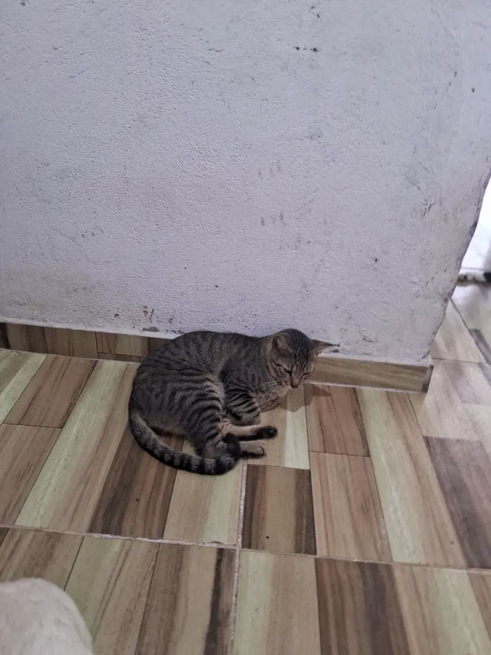 Adoção 