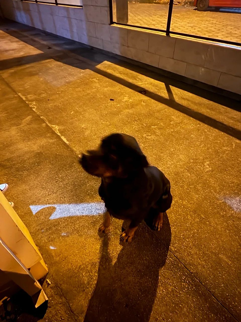 Adoção responsável  - Foto 3