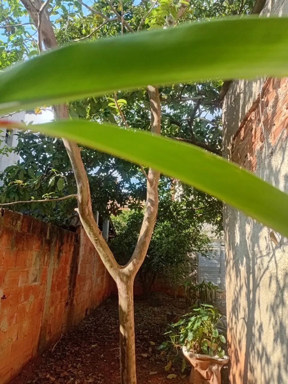 Árvores frutíferas  - Foto 4