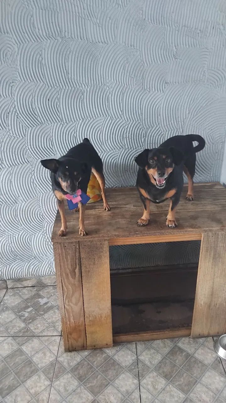 Estou doando dois cachorros  - Foto 4