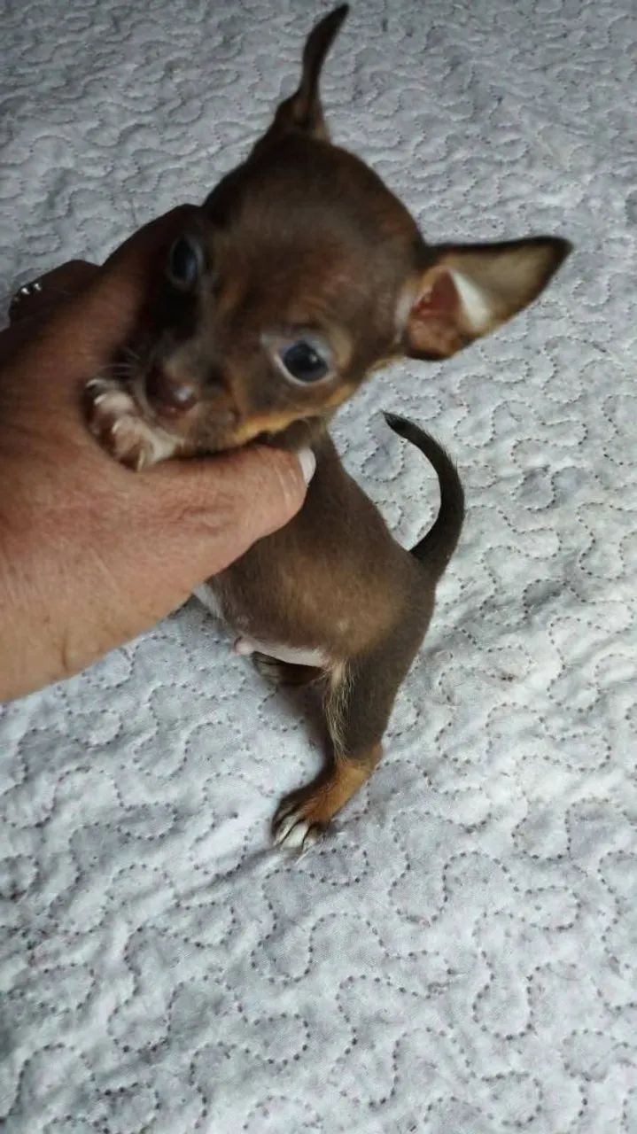 Pinscher 0 - Foto 2