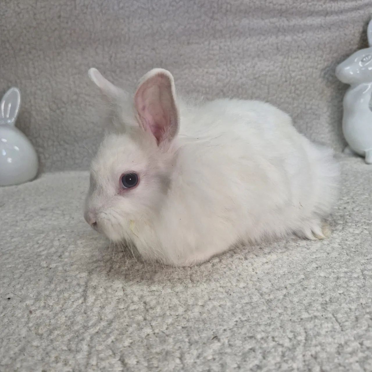 VENDO COELHINHA LION HEAD - FÊMEA  - Foto 5