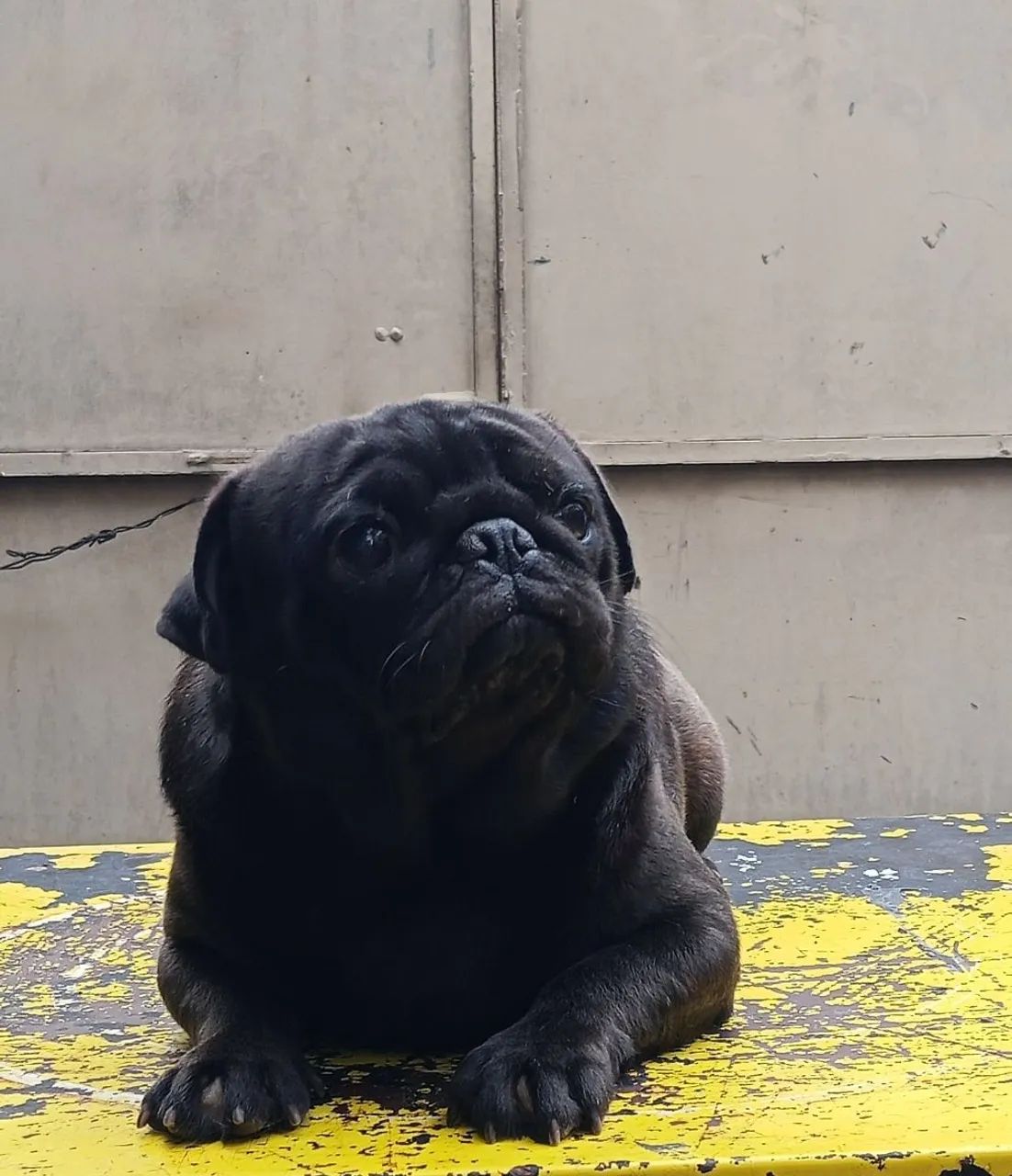 Pug MaCho  - Foto 2