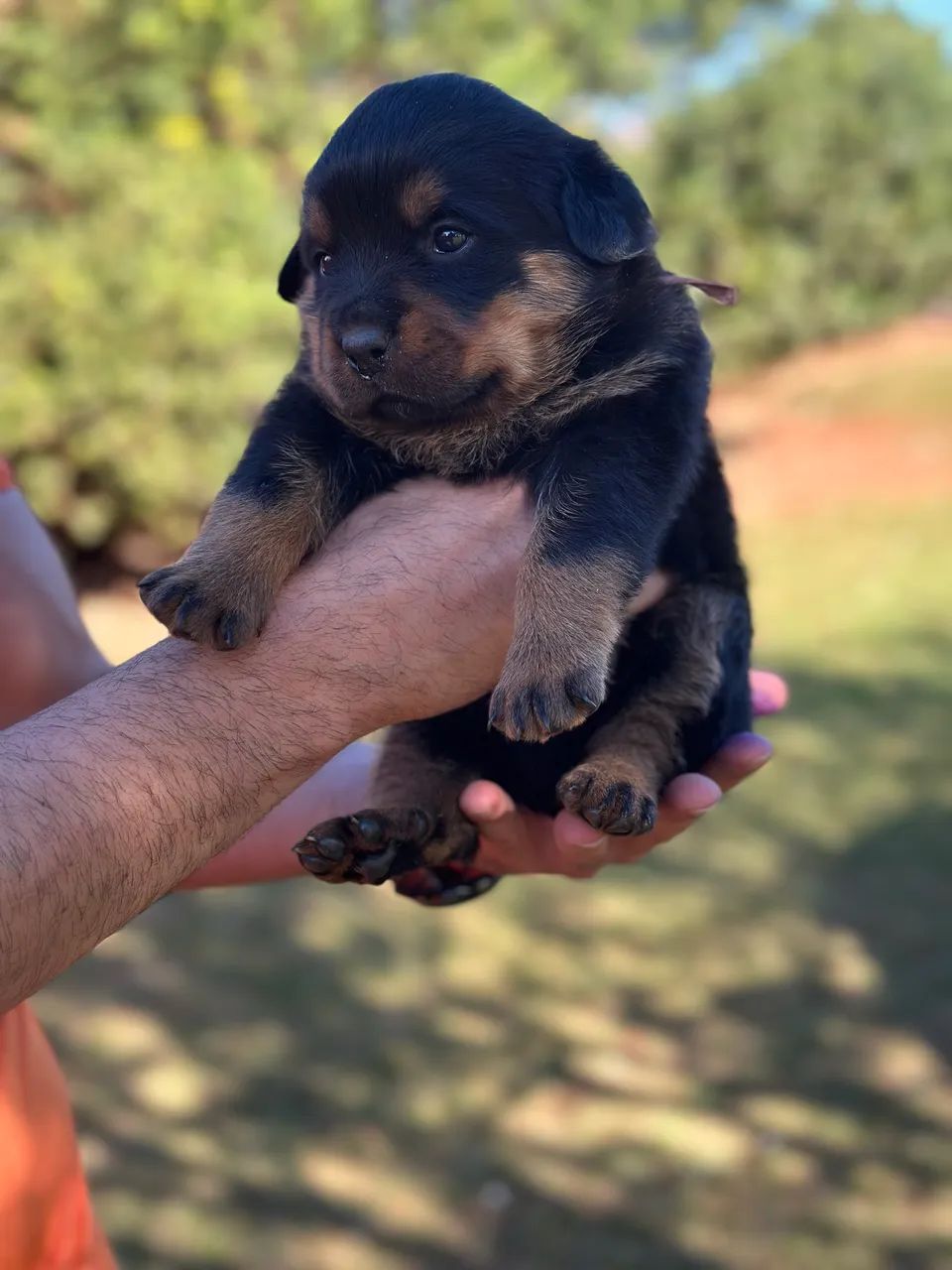 Filhotes de Rottwailer  - Foto 2
