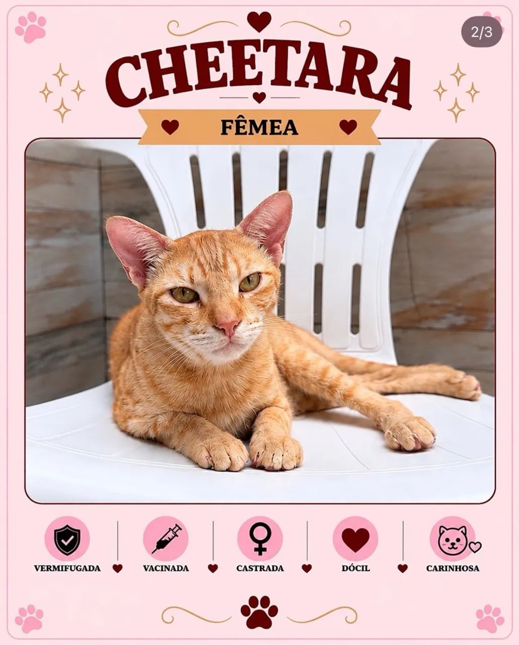 Gata para doação  - Foto 2