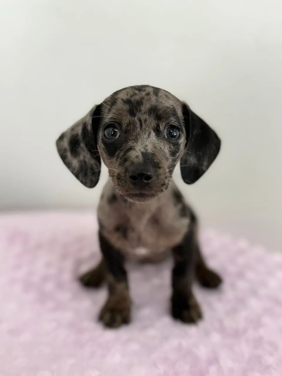 dachshund salsichinha  - Foto 3