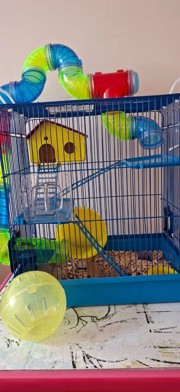 Ramister japonês ( o menor de todos) com gaiola nova, ração, bolinha para ele andar. - Foto 5