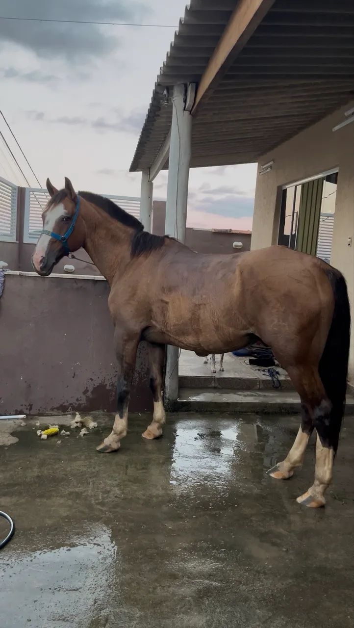 Cavalo criolo 