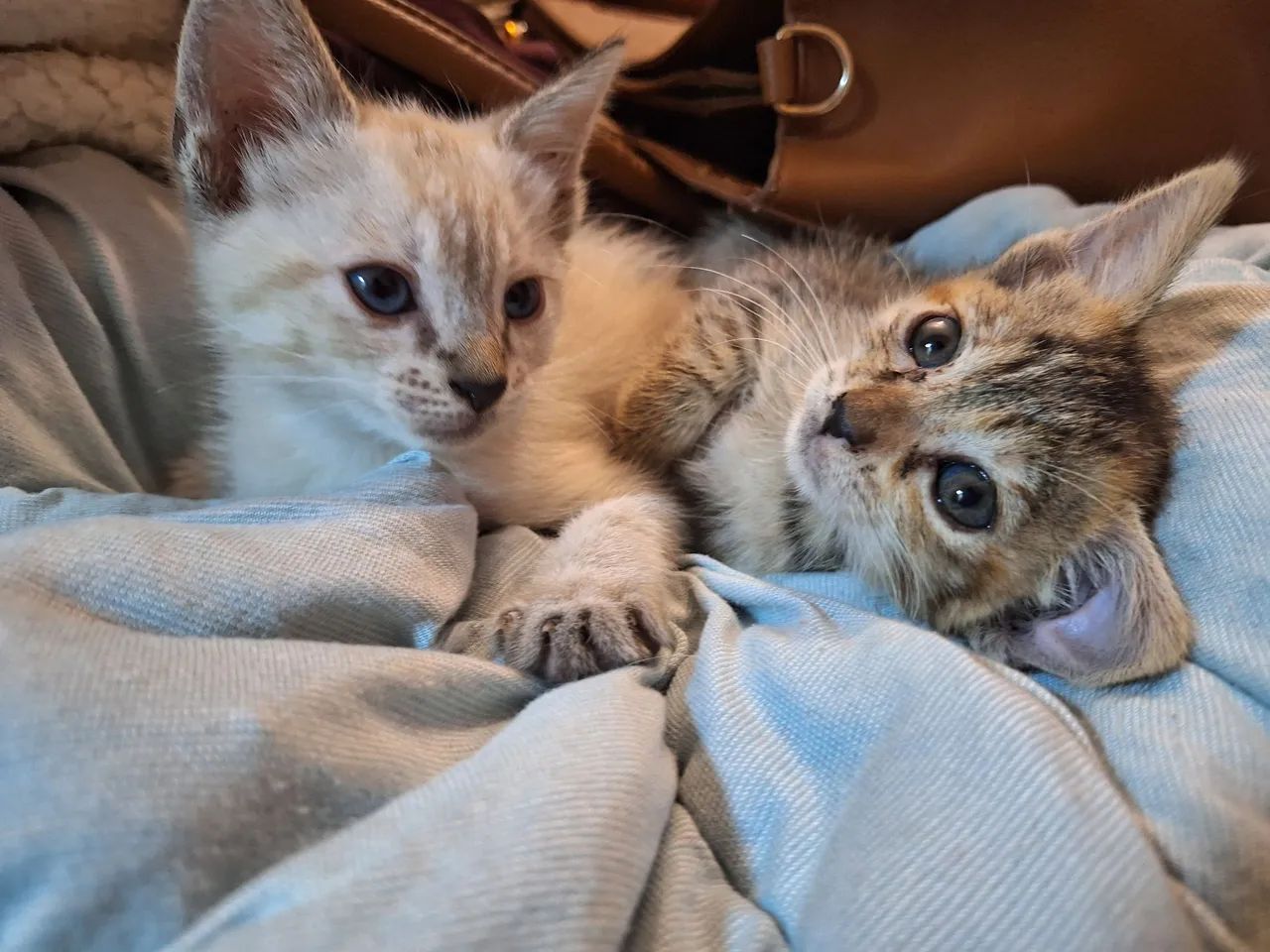 duas gatinhas pra adoção  - Foto 3
