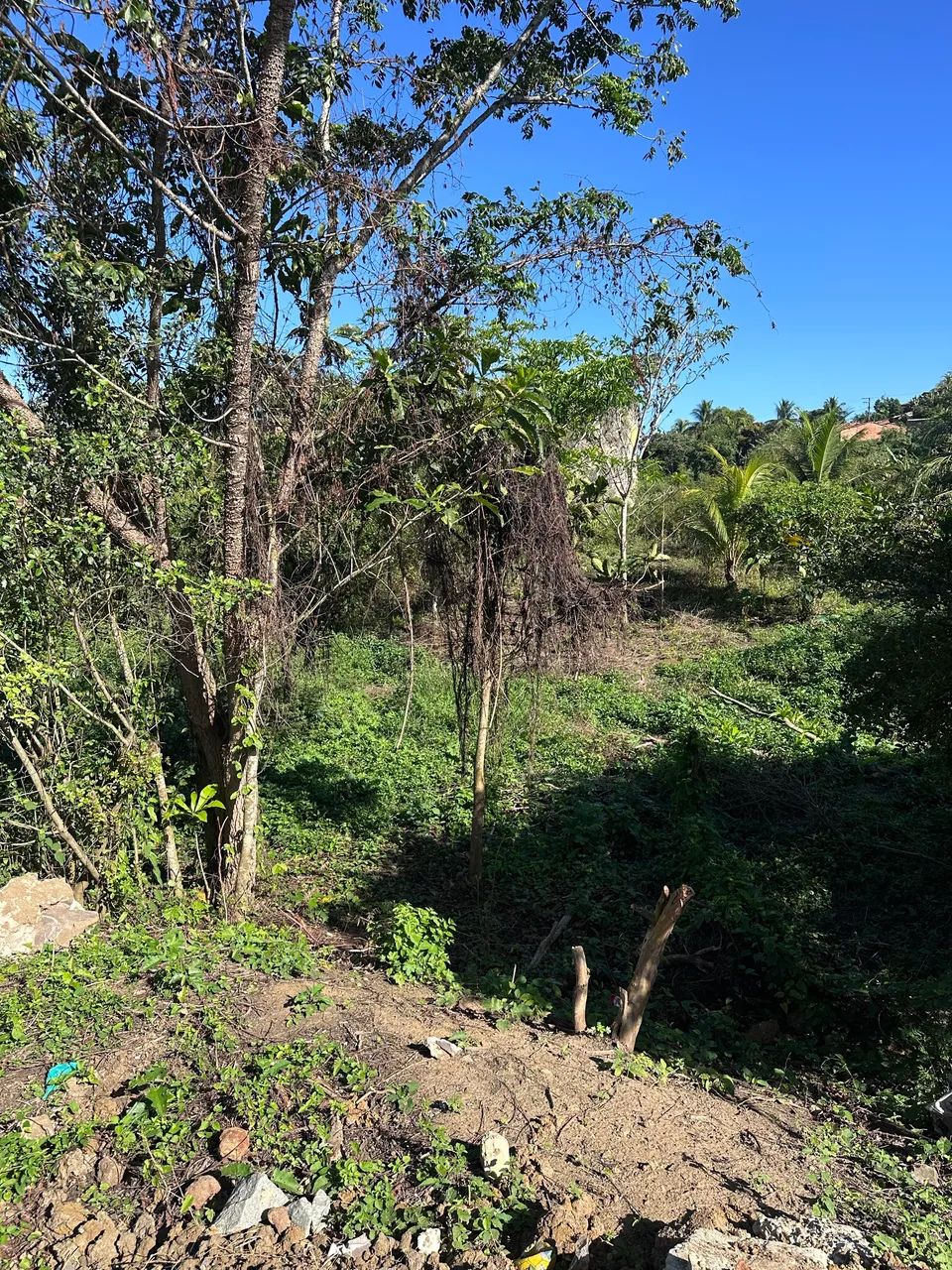 Terreno em laranjeiras  - Foto 2