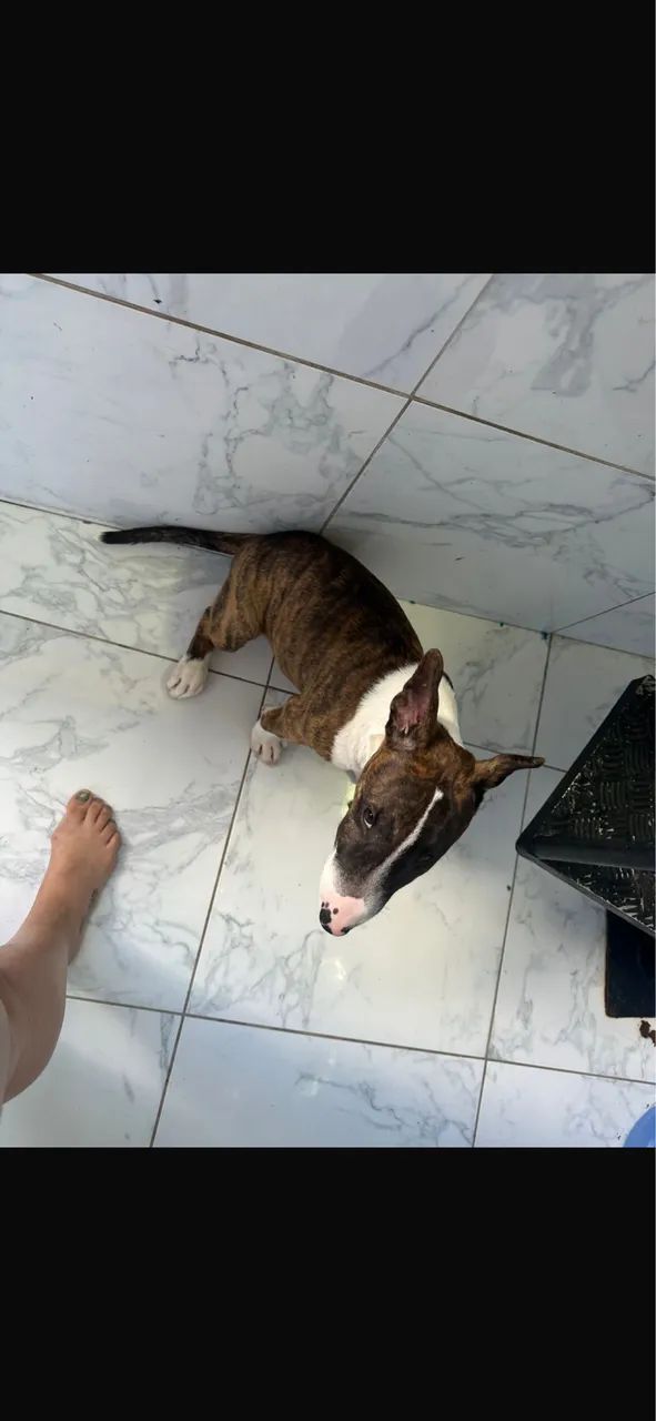 Bulterrier - Foto 2