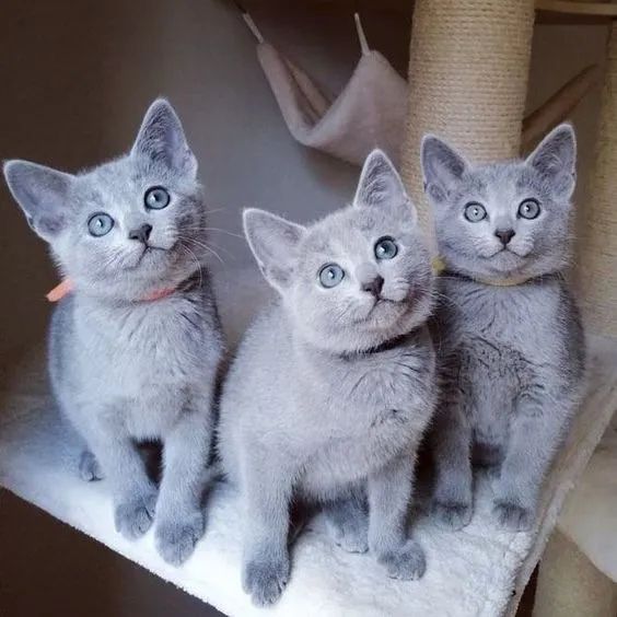 Gatos da raça russian blue
