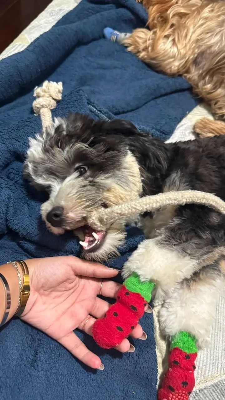 SHIH-POO Adote com responsabilidade! - Foto 3