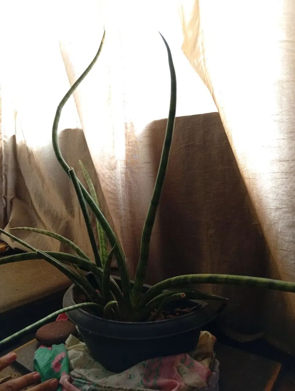 Planta - Foto 4