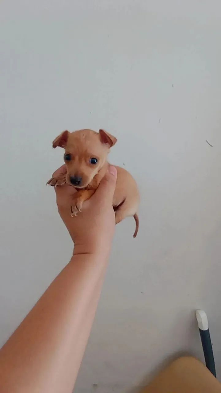 Pinscher zerinho macho - Foto 2