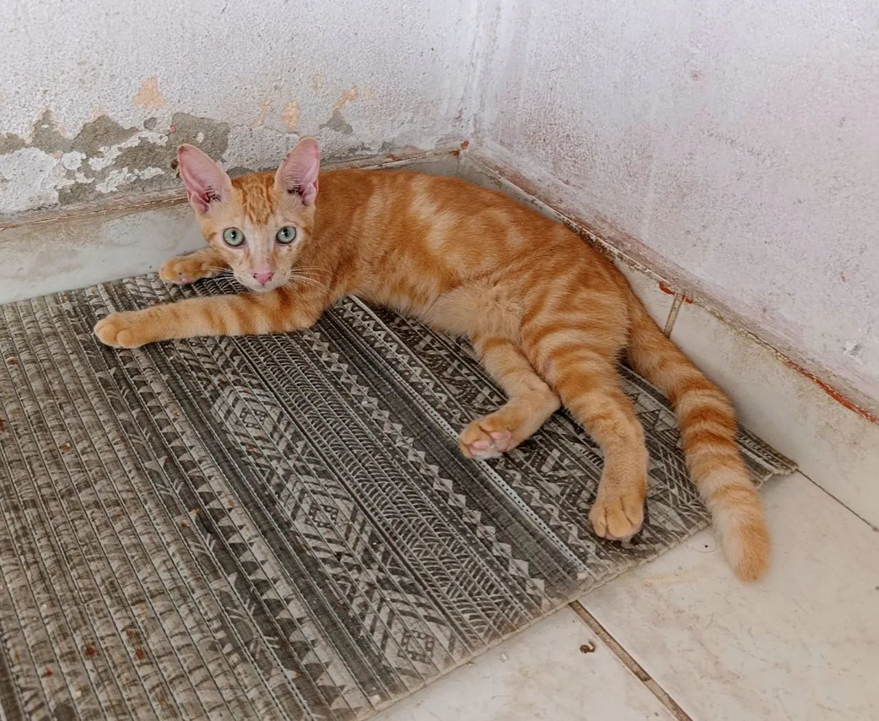 Gato pra adoção castrado, vermífugadob, brincalhão usa caixa de areia  - Foto 3