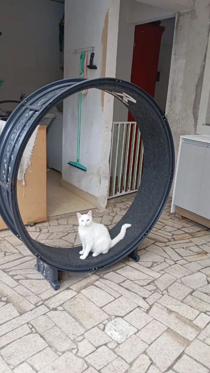 Roda gigante para gatos