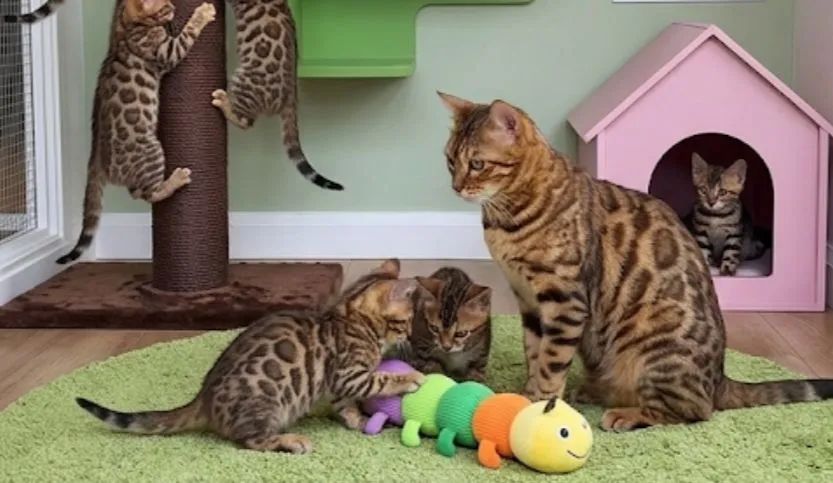 Bengal legítimo com documentação de pedigree 