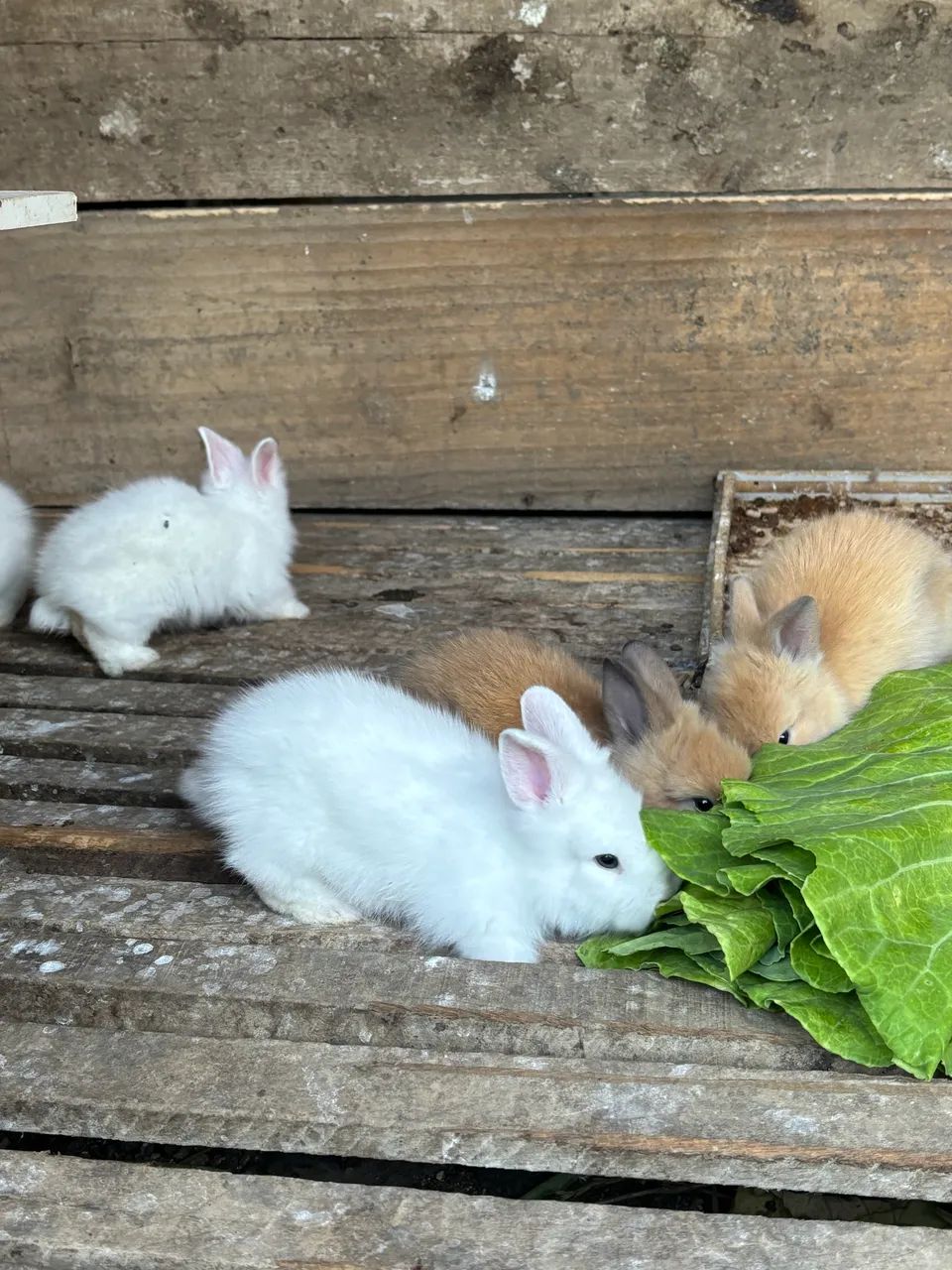 Coelhos mini lion - Foto 2