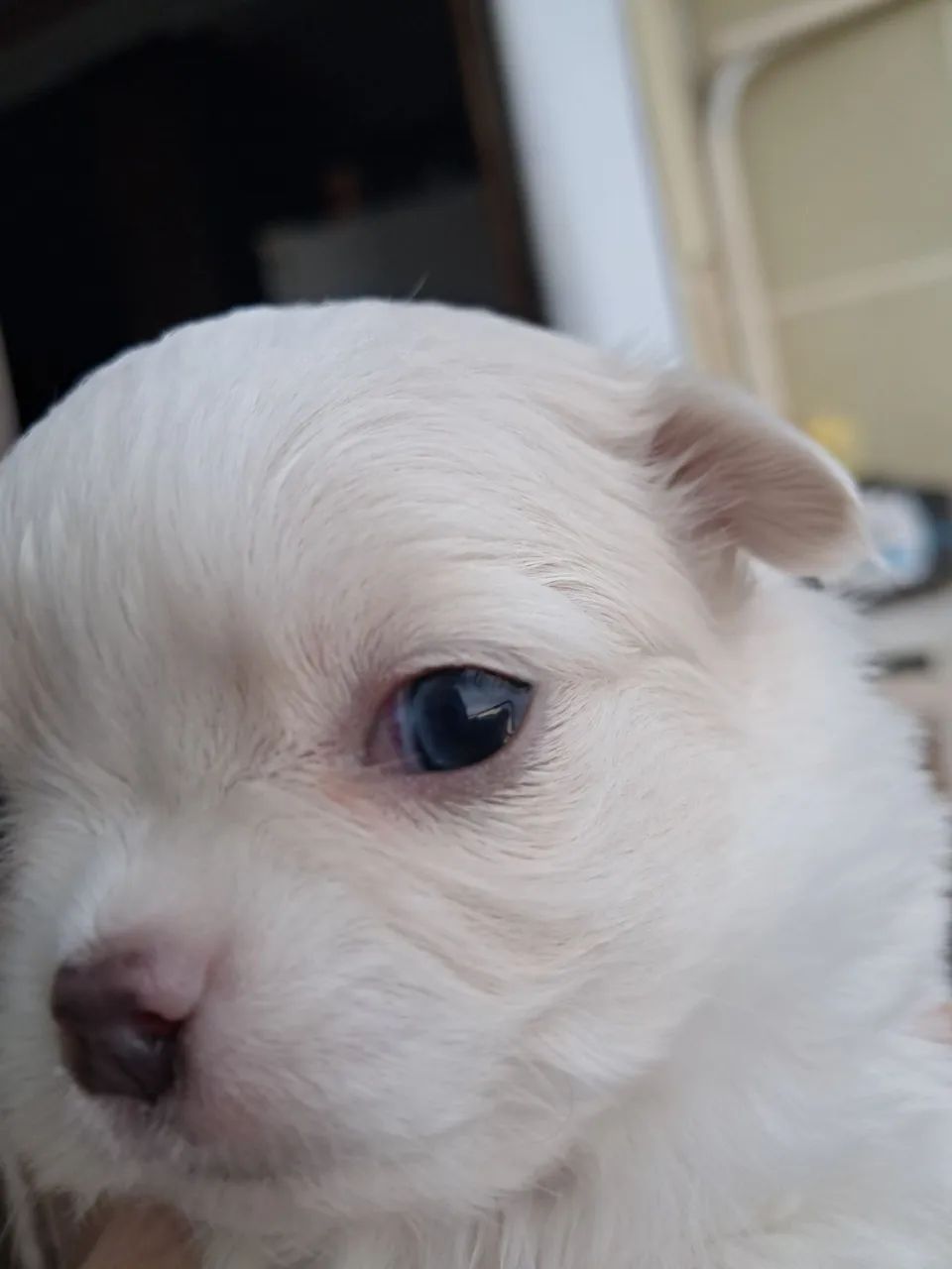 Chihuahua  - Foto 3