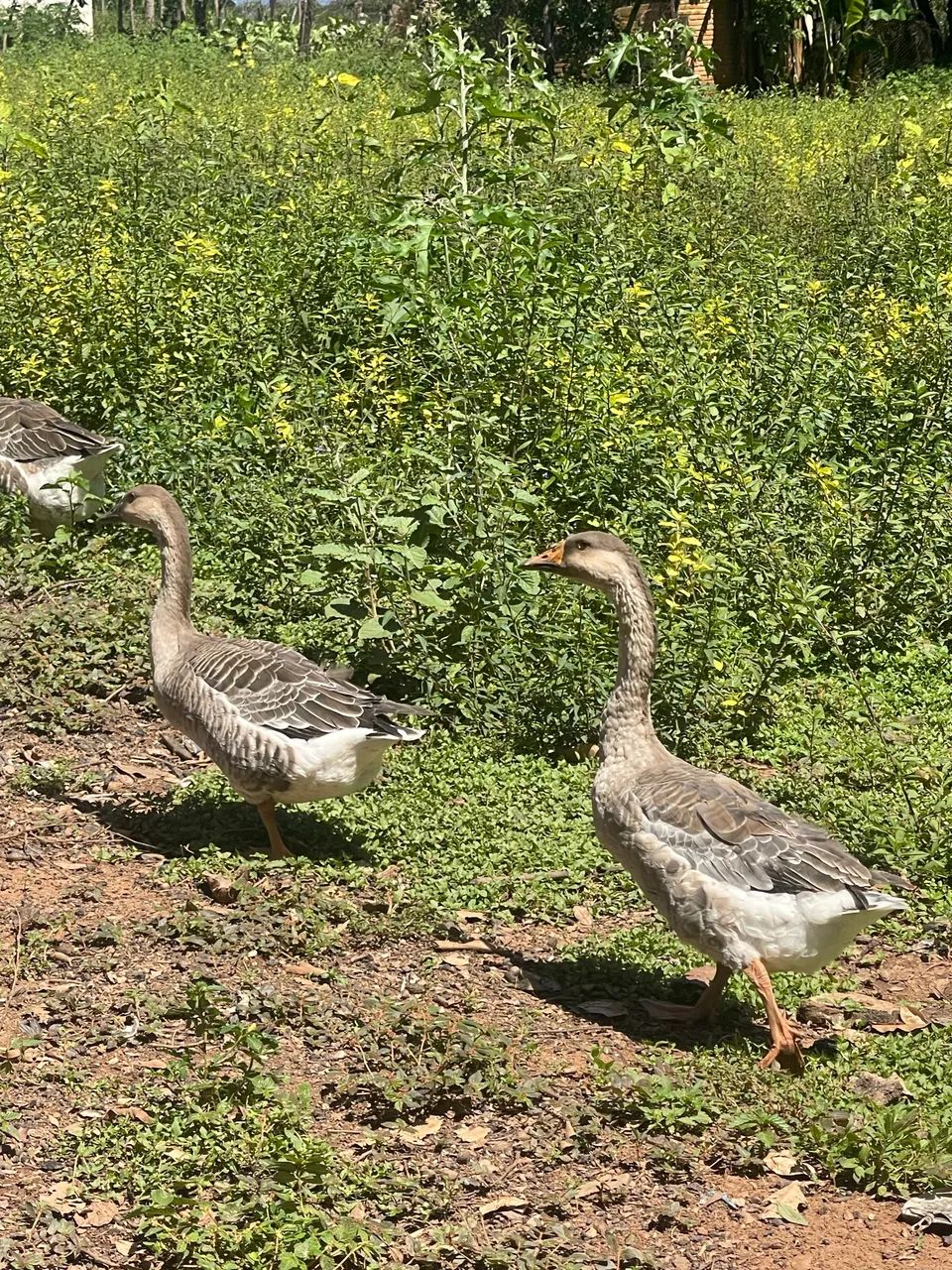 Ganços e perus ?  - Foto 6