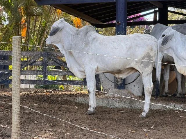 Tourinho Tabapuã