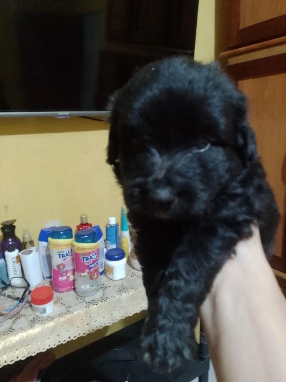 Poodle - Foto 5