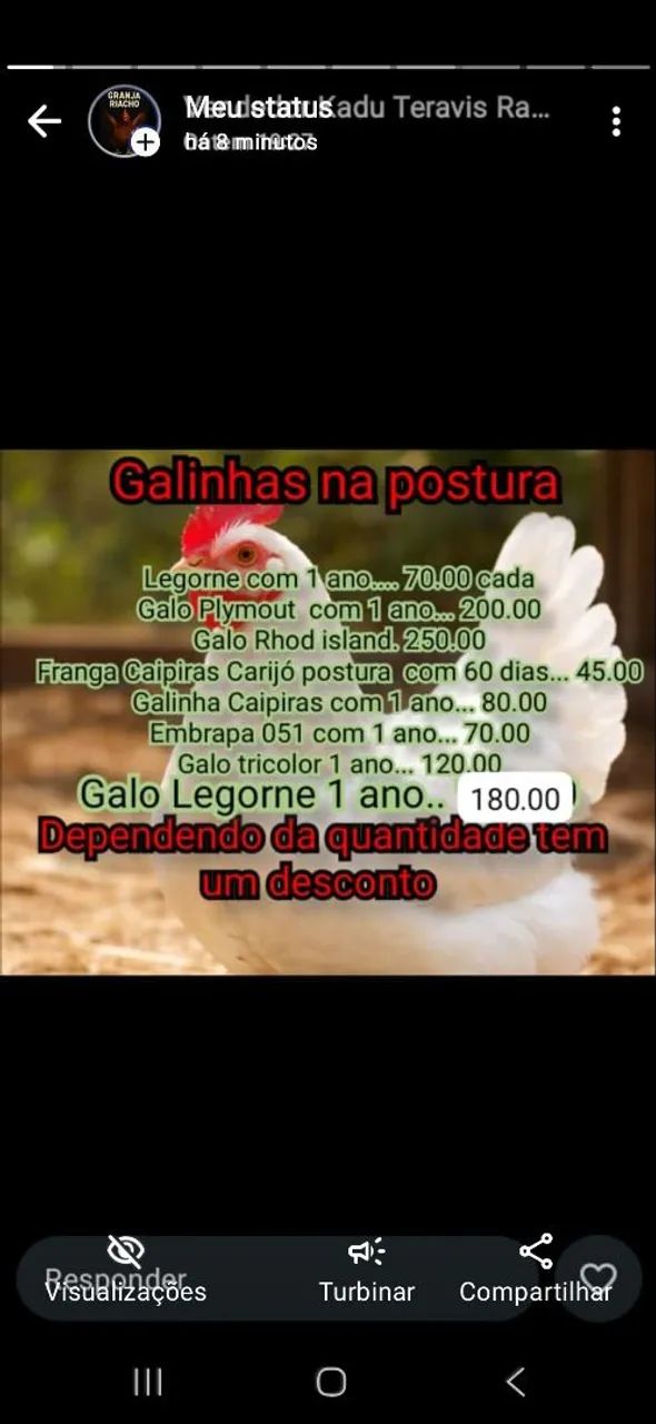 Galos, galinhas na postura  - Foto 4