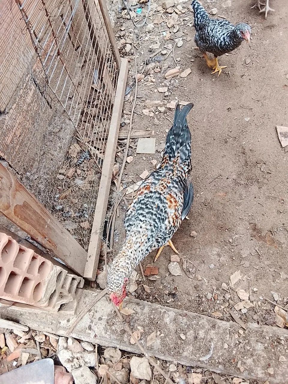 Veda de galinha e frangos  - Foto 2