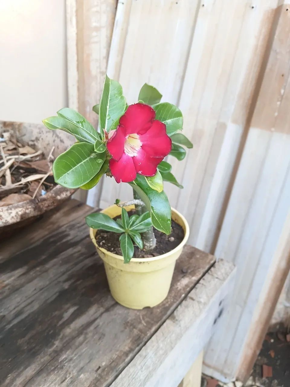 Rosa do deserto 