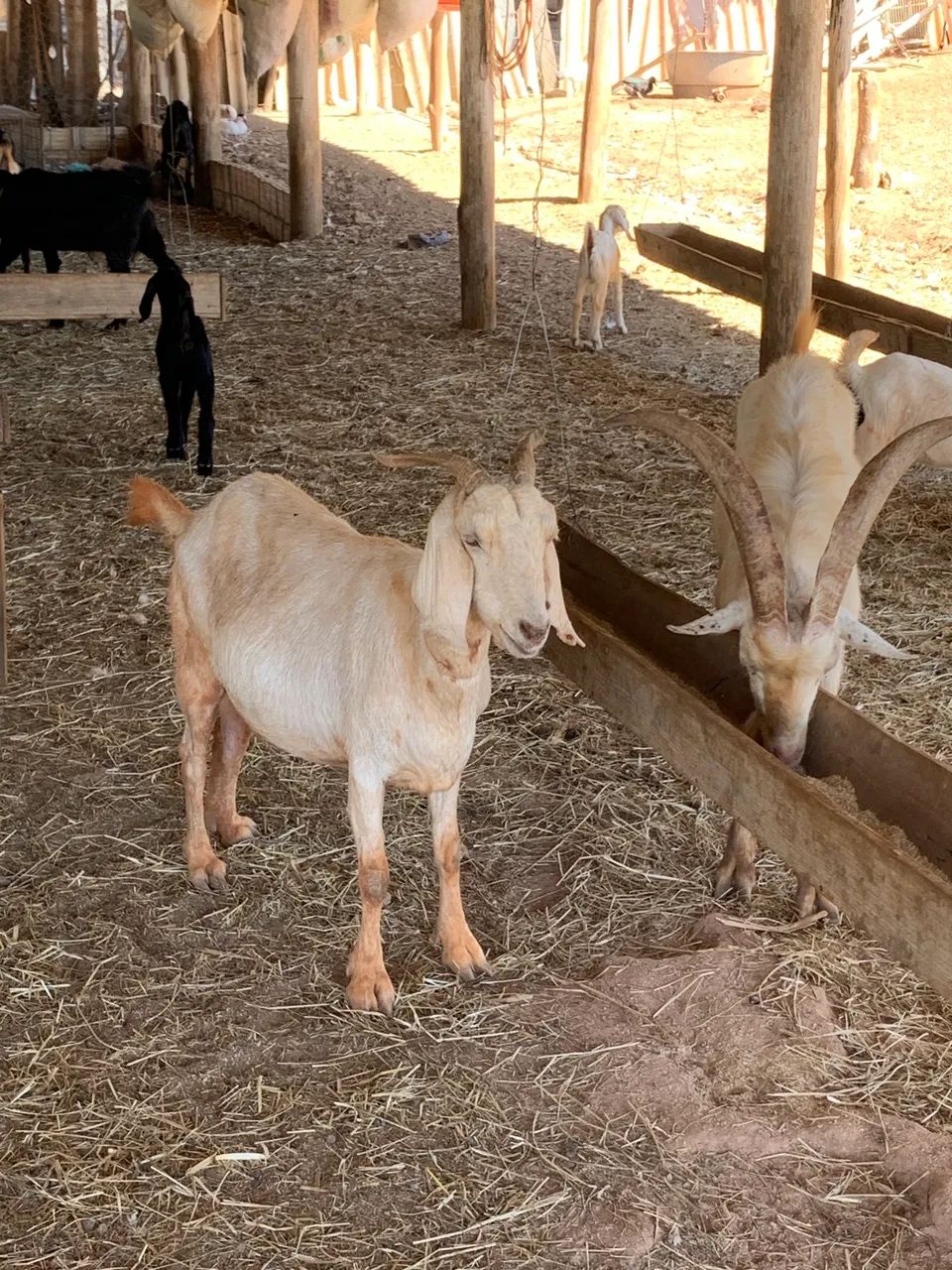 Cabras senen  - Foto 3