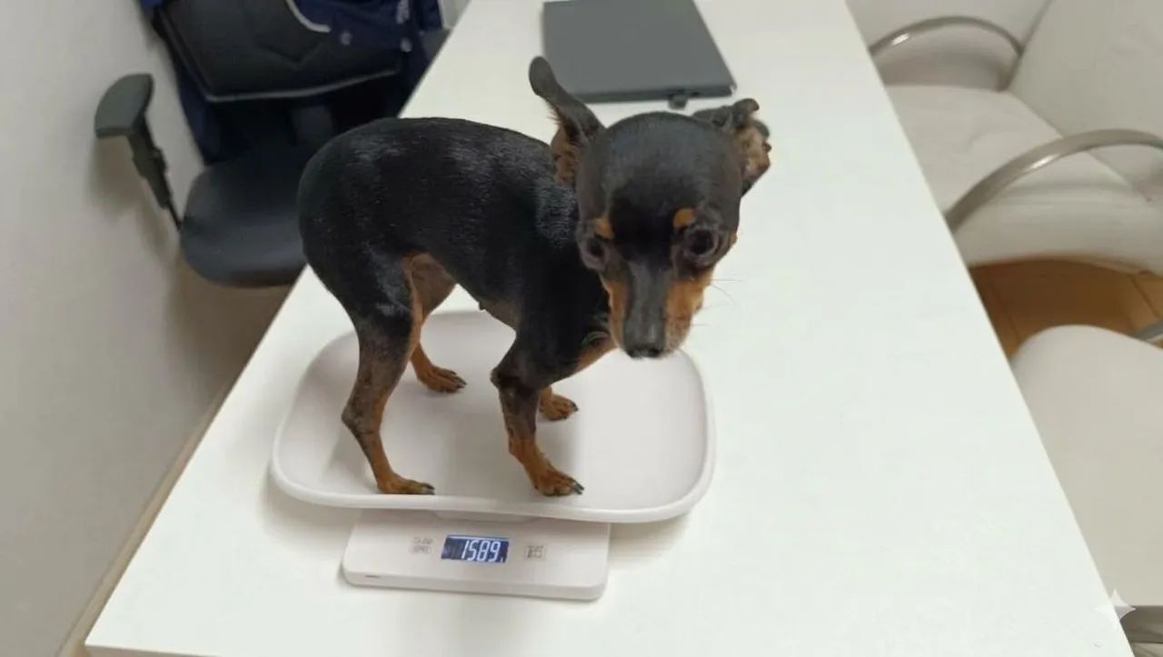 Pinscher fêmea jovem 