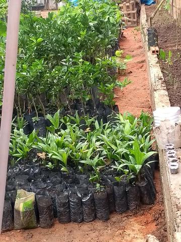 Variedades de frutíferas apart.( 3.00 ) - Foto 4