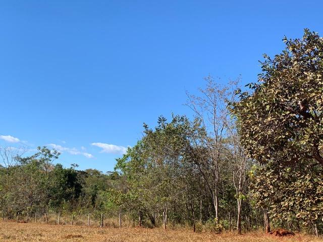 Chácara de 4.75 alqueires ( 23.05 ha ) Cristianópolis-GO - Foto 4