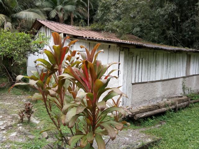 Chácara - América de Cima - Morretes - Foto 17