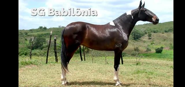Cavalo campolina - Foto 5