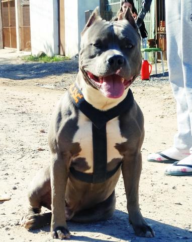 Blue nose procura namorada