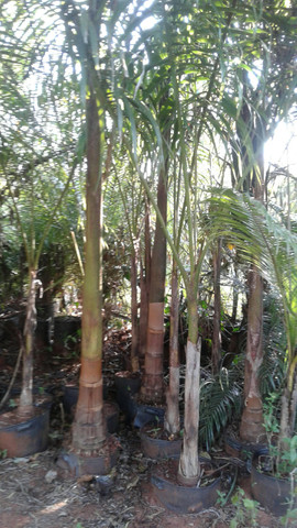 Ype grande- mudas eucalipto-Frutíferas produzindo -Montamos pomar chacará e fazenda-grama - Foto 2
