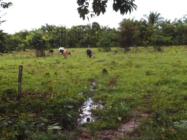 72 hectares pronta 36 gado ha 120 km de Belem