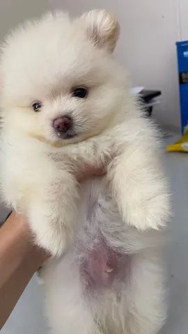 Filhote Lulu da pomerania