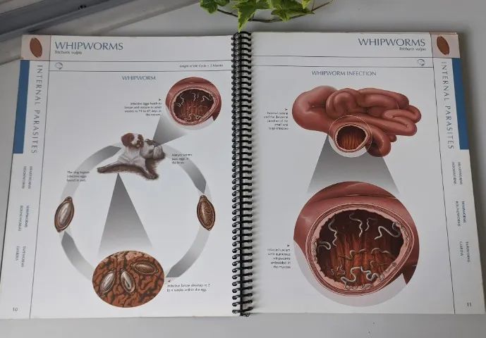 Livro - Pfizer Atlas Of Veterinary Clinical Parasitology  - Foto 4