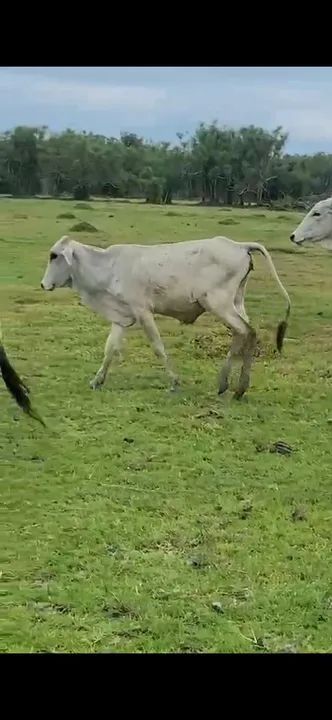 Vendo bezerra  - Foto 2