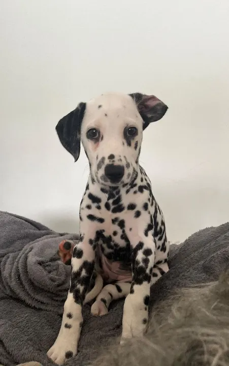 Dalmata Macho e fêmea disponíveis