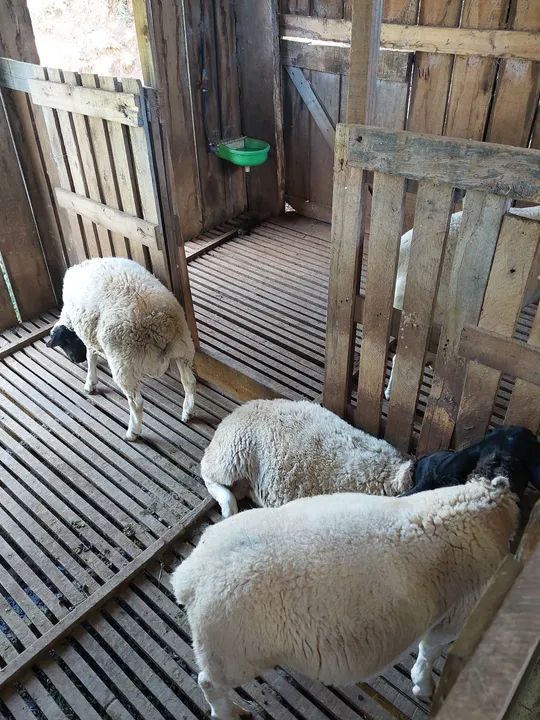 Ovelhas, borregos dorper - Foto 5