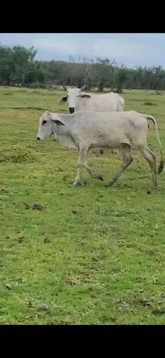 Vendo bezerra 
